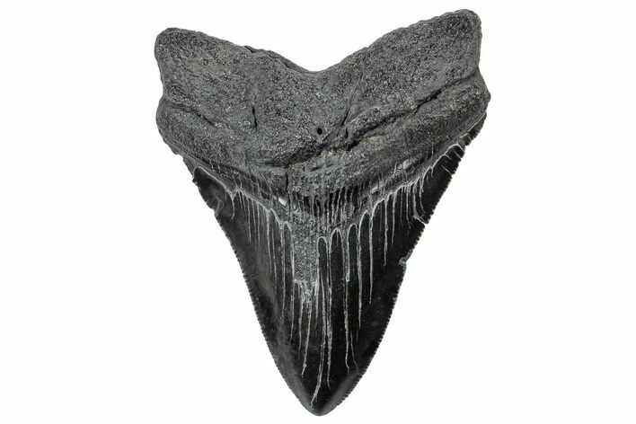 Serrated, Fossil Megalodon Tooth - South Carolina #306266